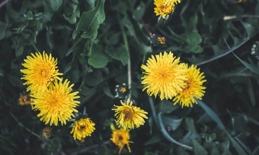 Discover the excellent benefits of dandelion root for kidney and liver with me!