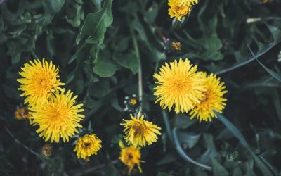 Discover the excellent benefits of dandelion root for kidney and liver with me!