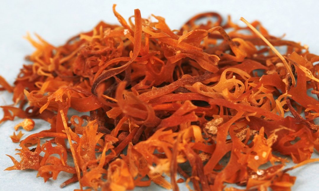 Sea Moss Benefits and How to Use it in Your Everyday Life?