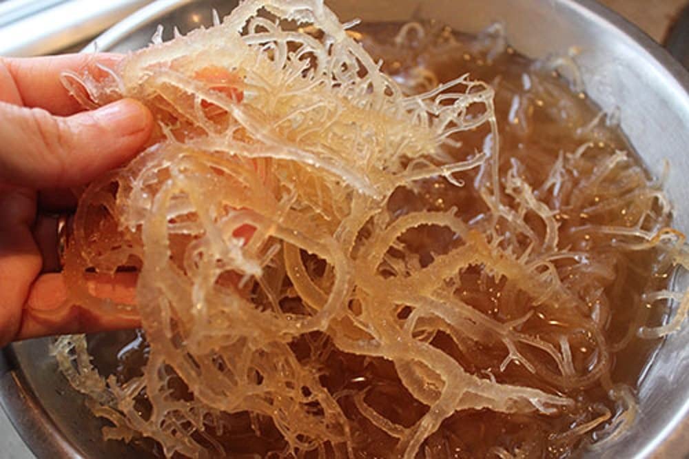 Sea-moss-benefits-and-how-to-use